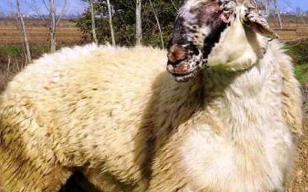 «Καμπανάκι» από την Περιφέρεια ΑΜΘ για τα κρούσματα αφθώδους πυρετού που εντοπίστηκαν στα ελληνοτουρκικά σύνορα