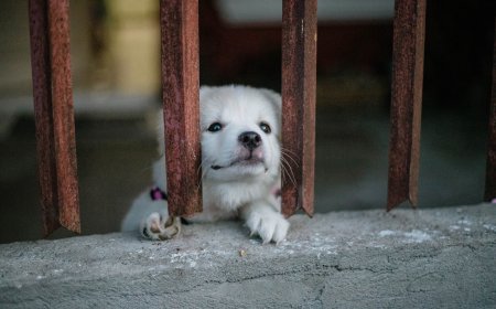 Κουταβάκια Πήλιο: Πέθανε και το τελευταίο από αυτά που πέταξαν σε γκρεμό 20 μέτρων