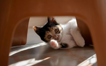 Χαμός σε πτήση: Γάτα έκοβε βόλτες μέσα σε αεροπλάνο