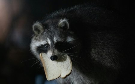 Ρακούν λιποθύμησε σε… κάβα: Απίστευτο περιστατικό στη Βιρτζίνια