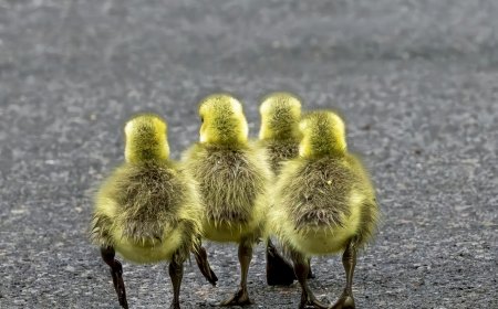 Τι σκέφτονται τα κοτόπουλα; Η Ευρώπη επενδύει… 4 εκατ. για να μάθει