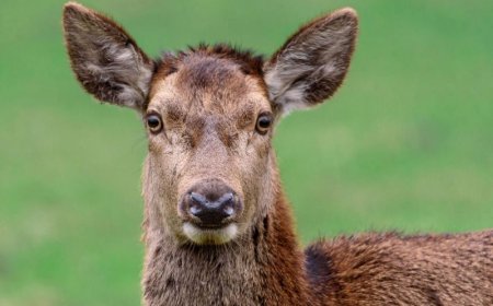 Κίνα ελάφι: Μπήκε σε σχολική αίθουσα και έφαγε τα διαγωνίσματα των μαθητών