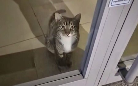 Γάτα ενεργοποιεί τον συναγερμό τράπεζας και καλεί… την αστυνομία