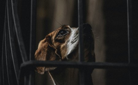 Αδέσποτη σκυλίτσα στην Τρίπολη πεθαίνει θηλάζοντας – Σκηνές που συγκλονίζουν