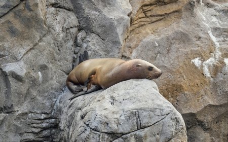 Φώκια μπήκε σε μπαρ: Το υπέροχο βίντεο από τη Ζηλανδία