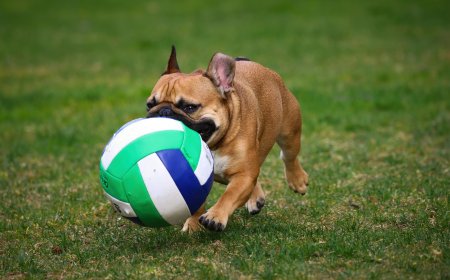 Μουντιάλ 2026 όμιλοι: Αυτά είναι τα γκρουπ της διοργάνωσης