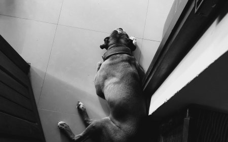 Πίτμπουλ Ζάκυνθος: Νεκρό παιδί 18 μηνών μετά από επίθεση του σκύλου της οικογένειας