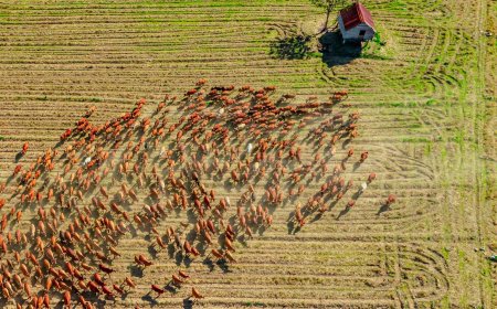 Κτηνοτρόφος κλαίει για τα 450 πρόβατα που θανατώθηκαν: Το συγκλονιστικό βίντεο με τον Κωνσταντίνο Θεολόγου