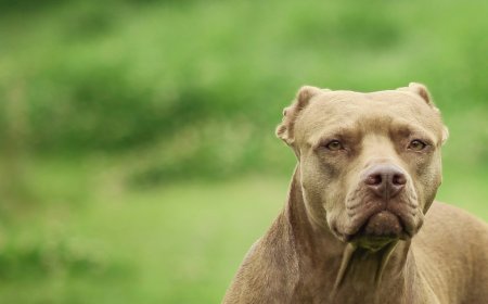 Πίτμπουλ Ζάκυνθος: «Μου έφαγε το παιδί», λέει ο πατέρας του 2χρονου
