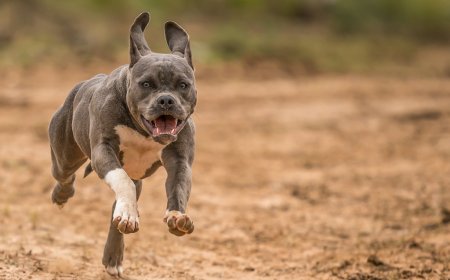 Επίθεση από πίτμπουλ στις ΗΠΑ: Παππούς και 3 μηνών εγγονή κατασπαράχθηκαν από επτά σκυλιά της οικογένειας