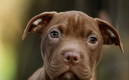 Πίτμπουλ Ζάκυνθος: Το επόμενο διάστημα θα αποφασιστεί αν θα θανατωθεί το σκυλί