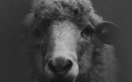 Κτηνοτρόφος με εγκεφαλικό: Καλά στην υγεία του ο Κωνσταντίνος Θεολόγου