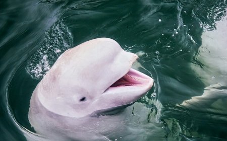 Φάλαινα… σβήνει τσιγάρο επισκέπτη: Το viral βίντεο από ενιδρύει στην Κίνα