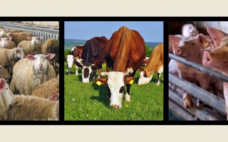 ΥΠΑΑΤ: Ενημέρωση κτηνοτρόφων για την υποχρέωσή τους να προβούν σε απογραφή του ζωικού κεφαλαίου αιγοπροβάτων, χοίρων και βοοειδών