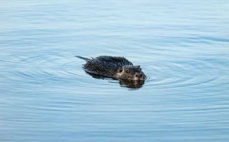 Η Γιούτα επενδύει στους κάστορες: Μια νέα πολιτική για το νερό