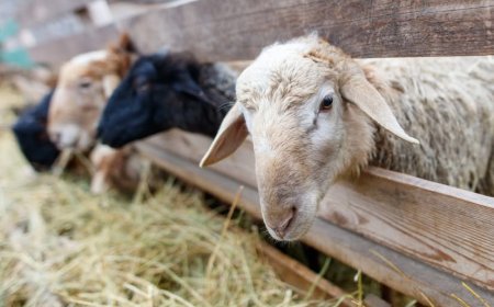 Ευλογιά αιγοπροβάτων: Επιπλέον 21 εκατ. € για ζωοτροφές