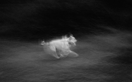 90χρονος – σκύλος: Το μήνυμα της ΕΛΑΣ για τις ανατριχιαστικές φωτογραφίες