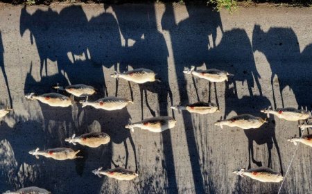 Ενίσχυση κτηνοτρόφων 2025: Επί πλέον 21 εκατ. για ζωοτροφές