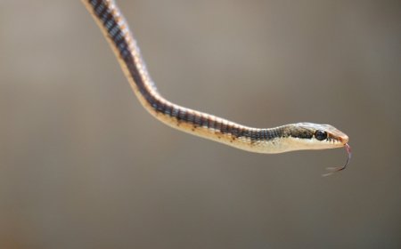 Φίδι στη λεκάνη της τουαλέτας: Σοκ σε σπίτι της Καστοριάς