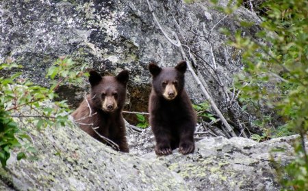 Αρκούδες κάνουν «τραμπάλα» με κλαδί: Ένα υπέροχο βίντεο από κήπο της Νέας Υόρκης