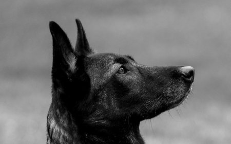 Σίδνεϊ τρομοκρατικό χτύπημα: Ζευγάρι προσπάθησε να αφοπλίσει τον έναν εκτελεστή και σκοτώθηκε