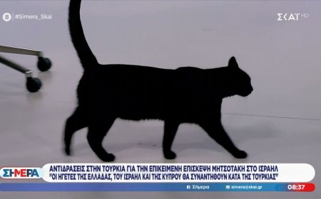 Γάτα ΣΚΑΙ: Απρόσμενο στιγμιότυπο στο πλατό του ΣΚΑΪ με τη «Σοφία»