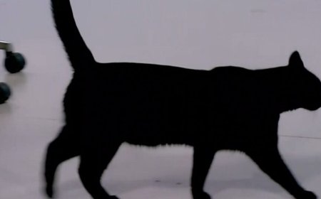 Χαμός στο πλατό του ΣΚΑΪ: Η Σοφία τρόμαξε τον Μπαράκ – Έφυγε άρον άρον ο γάτος