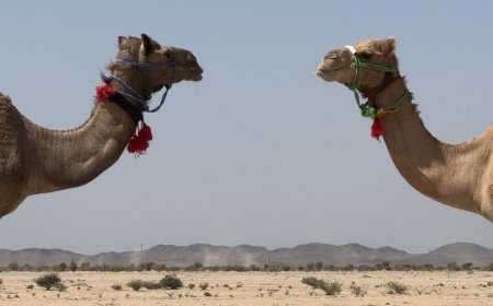 Σαουδική Αραβία: Βρετανίδα εξερευνήτρια περπάτησε όλη τη χώρα με τα πόδια