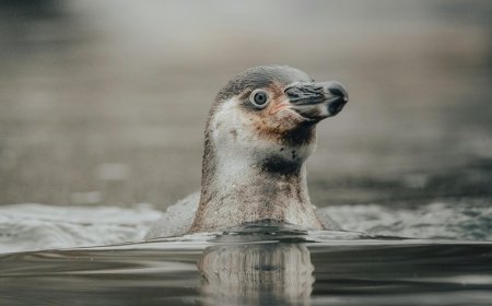 Πλοίο στην Ανταρκτική σταματά για να περάσουν πιγκουίνοι – Το βίντεο που έγινε viral