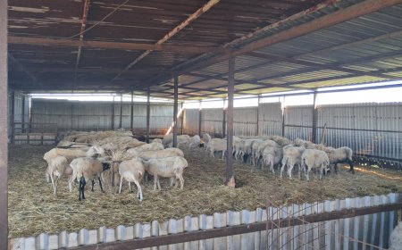 Αναστολή μέτρων αναγκαστικής εκτέλεσης για κτηνοτρόφους που πλήττονται από την ευλογιά των αιγοπροβάτων