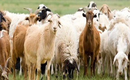 9 εκατ. € στους κτηνοτρόφους της Αν. Μακεδονίας – Θράκης για απώλεια εισοδήματος εξαιτίας ευλογιάς και πανώλης αιγοπροβάτων