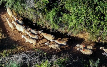 2,4 εκατ. ευρώ στις Περιφέρειες για λειτουργικές δαπάνες αντιμετώπισης της ευλογιάς