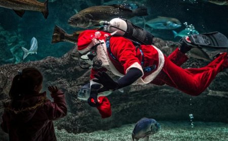 Ενυδρείο Κρήτης: Οι χριστουγεννιάτικες βουτιές του Άγιου Βασίλη