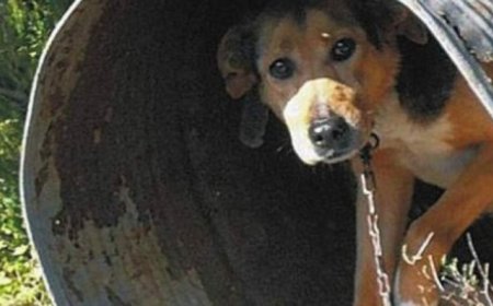 Ξάνθη: Σύλληψη άνδρα για μη τήρηση των κανόνων ευζωίας του σκύλου του