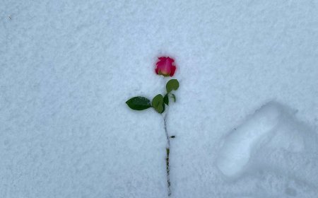 Η εκεχειρία των Χριστουγέννων