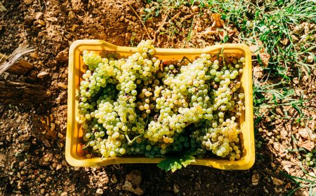 ΟΠΕΚΕΠΕ: Νέες πληρωμές 25,3 εκατ. ευρώ σε πάνω από 43.000 δικαιούχους