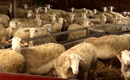 Σύλληψη τεσσάρων Βούλγαρων για παράνομη μεταφορά προβάτων