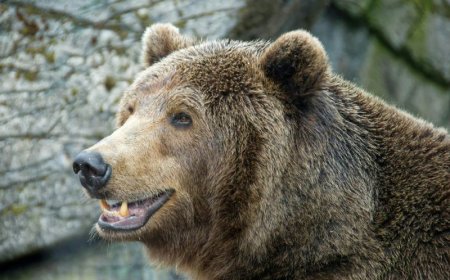 Αρκούδα Ηρακλής Βρετανία: Η απίστευτη ιστορία ενός ζώου 400 κιλών που μεγάλωσε ως «γιος» ζευγαριού