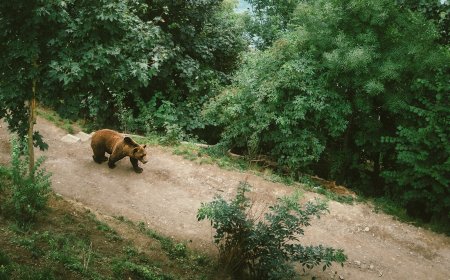 Ζευγάρι μεγάλωσε.. αρκούδα: Η απίστευτη ιστορία του Ηρακλή γίνεται ντοκιμαντέρ
