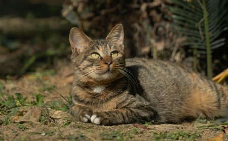 Ζώα που εκφράζουν ευγνωμοσύνη: Ορφανό γατάκι λέει «ευχαριστώ» και συγκινεί