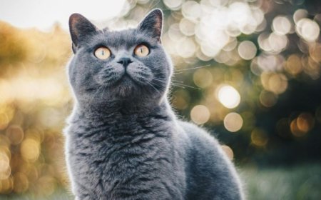 Γηραιότερη γάτα στον κόσμο – ρεκόρ Γκίνες: Αυτό είναι το μακροβιότερο αιλουροειδές στον κόσμο