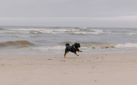 Βρετανία: Άνδρας έπαθε καρδιακή ανακοπή σε ερημική παραλία και τον έσωσε ο σκύλος του