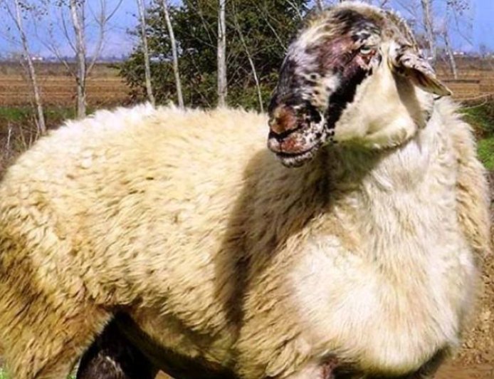 «Καμπανάκι» από την Περιφέρεια ΑΜΘ για τα κρούσματα αφθώδους πυρετού που εντοπίστηκαν στα ελληνοτουρκικά σύνορα