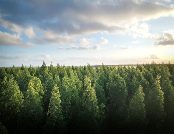 Η Πεντέλη τιμά τους εθελοντές της πολιτικής προστασίας και τα έργα αναδάσωσης