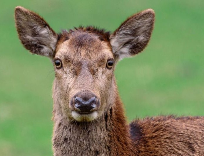 Κίνα ελάφι: Μπήκε σε σχολική αίθουσα και έφαγε τα διαγωνίσματα των μαθητών
