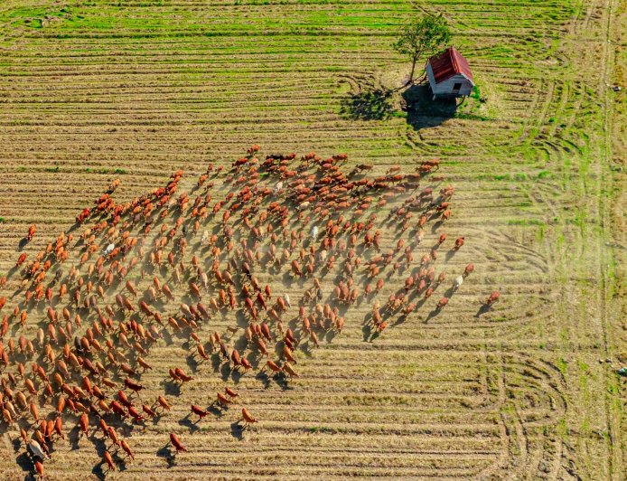 Κτηνοτρόφος κλαίει για τα 450 πρόβατα που θανατώθηκαν: Το συγκλονιστικό βίντεο με τον Κωνσταντίνο Θεολόγου