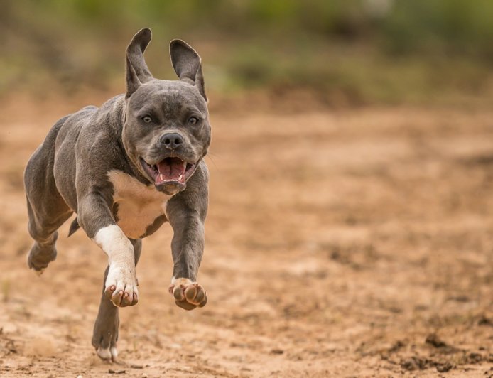 Επίθεση από πίτμπουλ στις ΗΠΑ: Παππούς και 3 μηνών εγγονή κατασπαράχθηκαν από επτά σκυλιά της οικογένειας