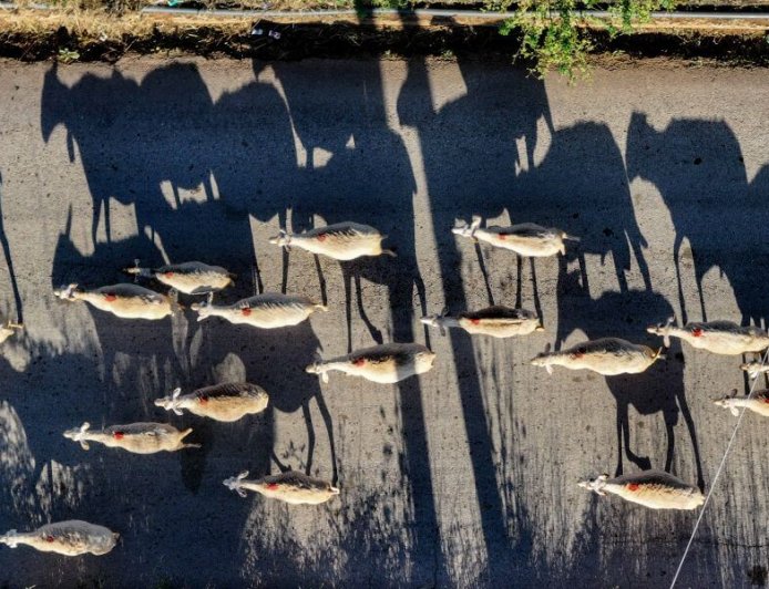 Ενίσχυση κτηνοτρόφων 2025: Επί πλέον 21 εκατ. για ζωοτροφές