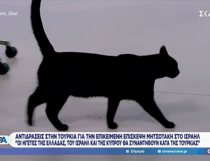 Γάτα ΣΚΑΙ: Απρόσμενο στιγμιότυπο στο πλατό του ΣΚΑΪ με τη «Σοφία»