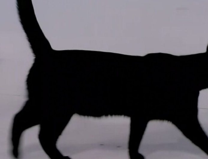 Χαμός στο πλατό του ΣΚΑΪ: Η Σοφία τρόμαξε τον Μπαράκ – Έφυγε άρον άρον ο γάτος